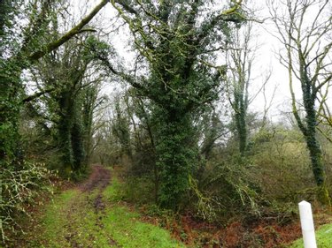 Terrains de loisirs bois etangs a vendre Saint-Tugdual 56540 Morbihan 13922 m2  10600 euros