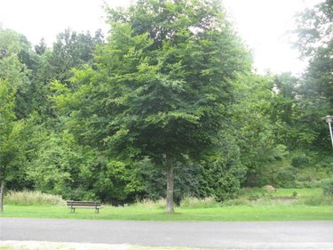 Terrain a batir a vendre Ambrières-les-Vallées 53300 Mayenne 1970 m2  41500 euros