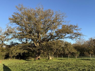 Maison a vendre Surzur 56450 Morbihan 185 m2 6 pièces 795200 euros