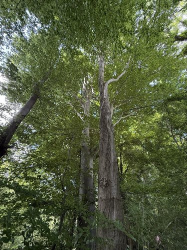 Terrains de loisirs bois etangs a vendre Vers sur Selle 80480 Somme 1710 m2  7500 euros