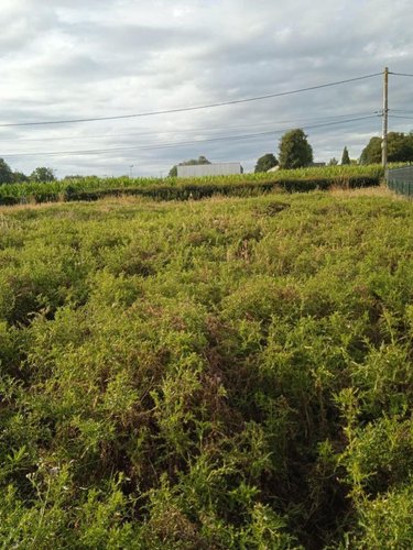 Terrain a batir a vendre Offranville 76550 Seine-Maritime 900 m2  92400 euros