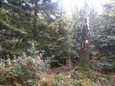 Terrains de loisirs bois etangs a vendre La Folletière-Abenon 14290 Calvados 3994 m2  6500 euros
