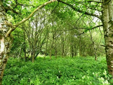 Terrains de loisirs bois etangs a vendre Locmalo 56160 Morbihan 5075 m2  2600 euros