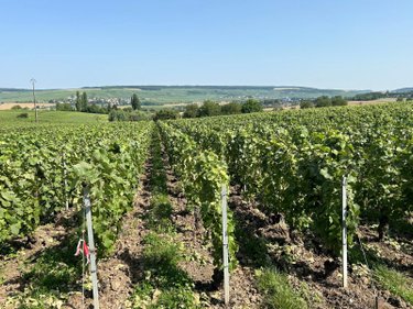 propriete viticole a vendre Leuvrigny 51700 Marne  236000 euros