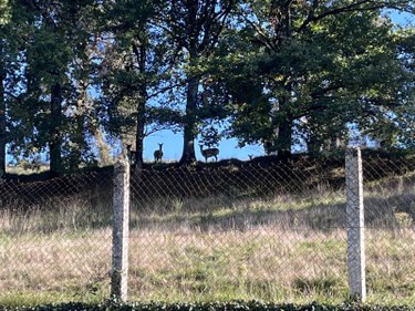 Maison a vendre Ydes 15210 Cantal 196 m2 6 pièces 371000 euros