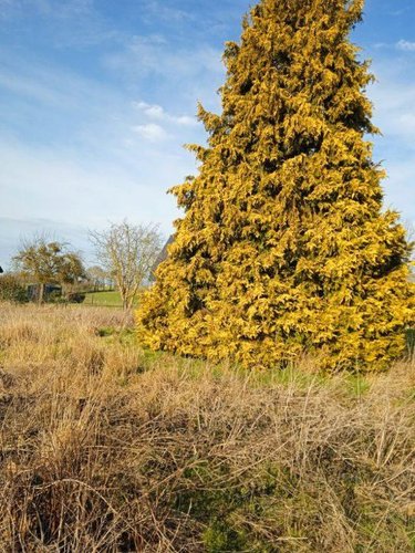 Terrain a batir a vendre Offranville 76550 Seine-Maritime 900 m2  92400 euros