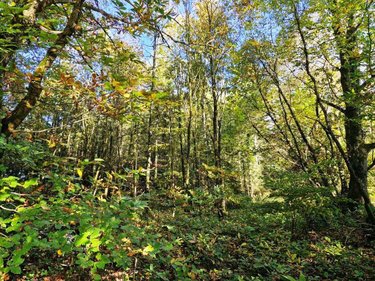 Terrains de loisirs bois etangs a vendre Ploërdut 56160 Morbihan 46997 m2  26650 euros