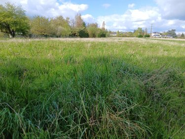 Terrain a batir a vendre Corné 49630 Maine-et-Loire 1006 m2  136150 euros