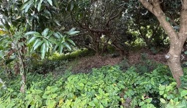 Terrain a batir a vendre Saint-Joseph 97480 Réunion 928 m2  139300 euros