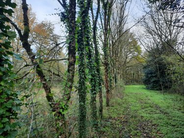 Terrains de loisirs bois etangs a vendre Aizenay 85190 Vendée 12772 m2  54000 euros