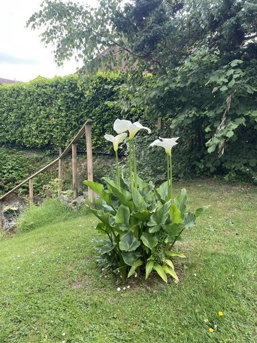 Maison a vendre Mont-Saint-Aignan 76130 Seine-Maritime 180 m2 7 pièces 480000 euros