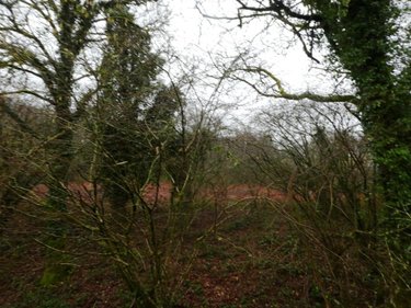 Terrains de loisirs bois etangs a vendre Saint-Tugdual 56540 Morbihan 13922 m2  10600 euros