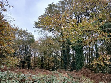 Terrains de loisirs bois etangs a vendre Allaire 56350 Morbihan 7515 m2  9600 euros