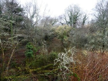 Terrains de loisirs bois etangs a vendre Saint-Tugdual 56540 Morbihan 13922 m2  10600 euros