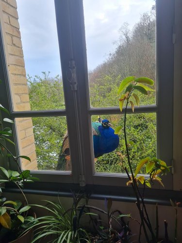 Maison a vendre Rohan 56580 Morbihan 338 m2 14 pièces 586540 euros