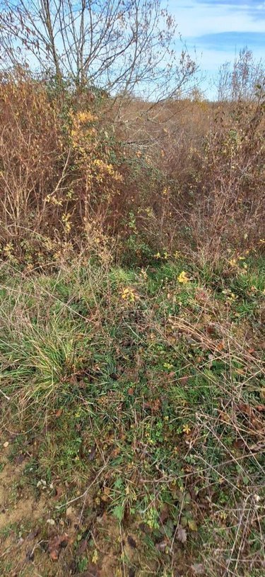 Terrains de loisirs bois etangs a vendre Peyrusse-Grande 32320 Gers 57740 m2  39500 euros