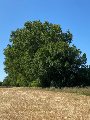 Terrains de loisirs bois etangs a vendre Cherrueix 35120 Ille-et-Vilaine 2906 m2  4000 euros