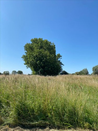 Terrains de loisirs bois etangs a vendre Cherrueix 35120 Ille-et-Vilaine 2906 m2  4000 euros
