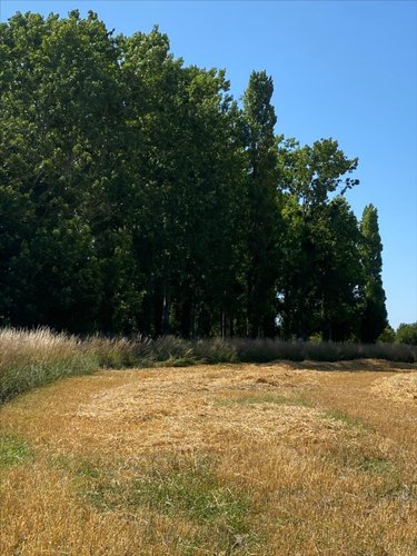 Terrains de loisirs bois etangs a vendre Cherrueix 35120 Ille-et-Vilaine 2906 m2  4000 euros