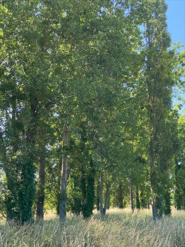 Terrains de loisirs bois etangs a vendre Cherrueix 35120 Ille-et-Vilaine 2906 m2  4000 euros