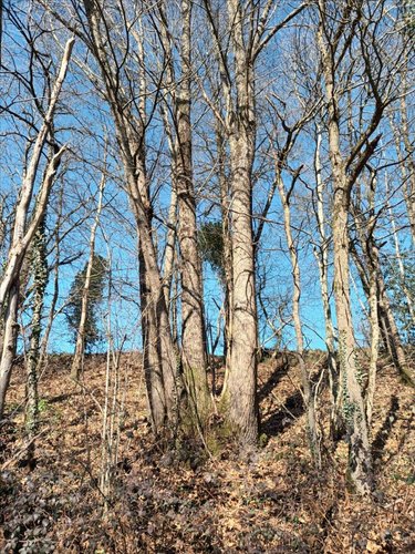 Terrains de loisirs bois etangs a vendre Saint-Fraimbault-de-Prières 53300 Mayenne 1640 m2  2500 euros
