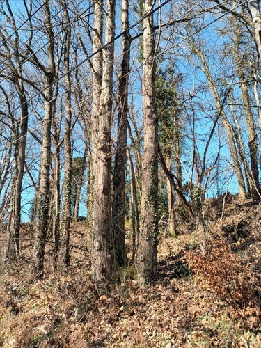 Terrains de loisirs bois etangs a vendre Saint-Fraimbault-de-Prières 53300 Mayenne 1640 m2  2500 euros