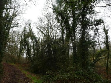 Terrains de loisirs bois etangs a vendre Saint-Tugdual 56540 Morbihan 13922 m2  10600 euros