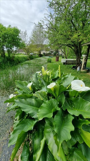 Maison a vendre Jonzac 17500 Charente-Maritime 226 m2 8 pièces 309750 euros