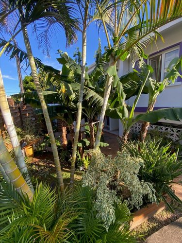 Appartement a vendre Le Tampon 97430 Réunion 100 m2 3 pièces 179350 euros
