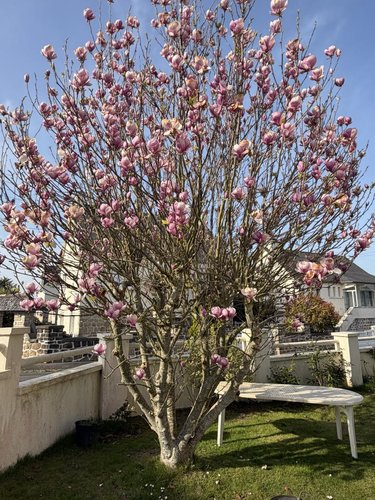 Maison a vendre Saint-Martin-des-Champs 29600 Finistère 91 m2 3 pièces 221000 euros