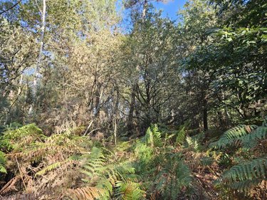 Terrains de loisirs bois etangs a vendre Locoal-Mendon 56550 Morbihan 5935 m2  10000 euros