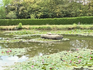 Terrains de loisirs bois etangs a vendre Brée 53150 Mayenne 8114 m2  69000 euros