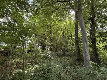 Terrains de loisirs bois etangs a vendre Vers sur Selle 80480 Somme 1710 m2  7500 euros