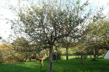 Maison a vendre Plouégat-Moysan 29650 Finistère 65 m2 5 pièces 140427 euros