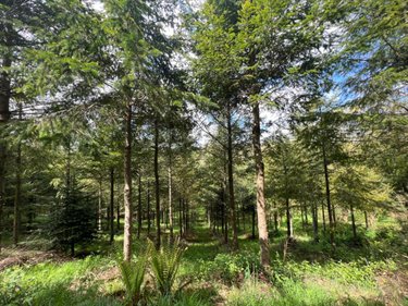 Terrains de loisirs bois etangs a vendre Châteauneuf-du-Faou 29520 Finistère 38444 m2  85600 euros