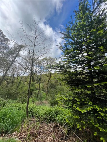 Terrains de loisirs bois etangs a vendre Châteauneuf-du-Faou 29520 Finistère 38444 m2  74900 euros