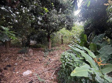 Terrain a batir a vendre Saint-Pierre 97410 Réunion 1290 m2  354464 euros