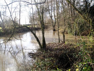 Terrains de loisirs bois etangs a vendre Azay-le-Rideau 37190 Indre-et-Loire 1100 m2  10000 euros