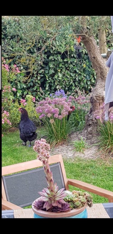 Maison a vendre Beuvrequen 62250 Pas-de-Calais 130 m2 7 pièces 456750 euros