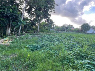 Terrain a batir a vendre Basse-Pointe 97218 Martinique 1898 m2  86000 euros