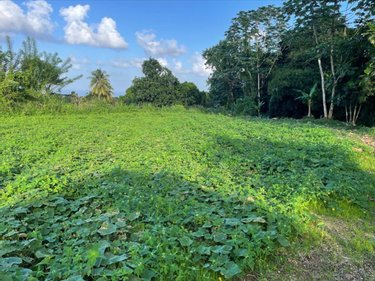 Terrain a batir a vendre Basse-Pointe 97218 Martinique 1898 m2  86000 euros