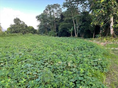 Terrain a batir a vendre Basse-Pointe 97218 Martinique 1898 m2  86000 euros