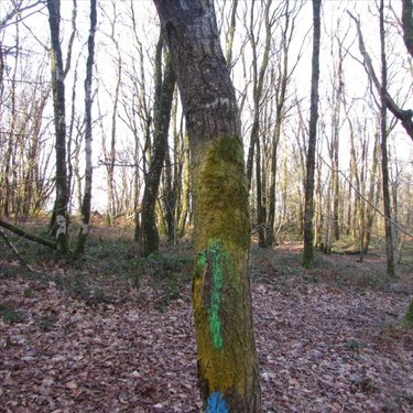 Terrains de loisirs bois etangs a vendre Saint-Vigor-des-Monts 50420 Manche 10923 m2  7800 euros