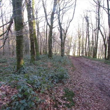 Terrains de loisirs bois etangs a vendre Saint-Vigor-des-Monts 50420 Manche 10923 m2  7800 euros