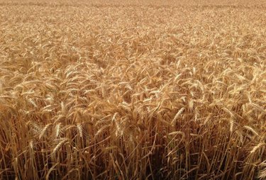 Bien agricole Levroux - 36110