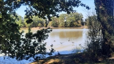 Terrains de loisirs bois etangs a vendre Arthon 36330 Indre 92910 m2  196200 euros