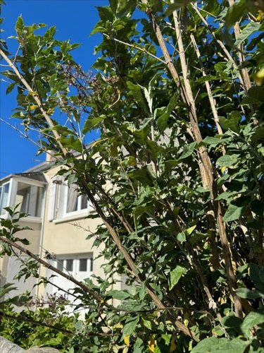Maison a vendre Carantec 29660 Finistère 100 m2 4 pièces 382600 euros