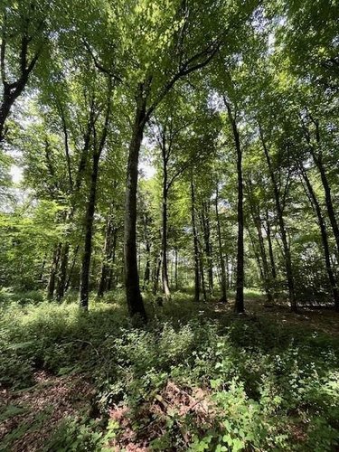 Terrains de loisirs bois etangs a vendre Broualan 35120 Ille-et-Vilaine 33000 m2  524600 euros