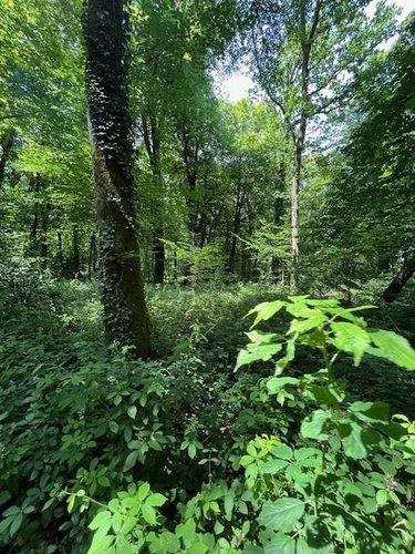 Terrains de loisirs bois etangs a vendre Broualan 35120 Ille-et-Vilaine 33000 m2  461720 euros