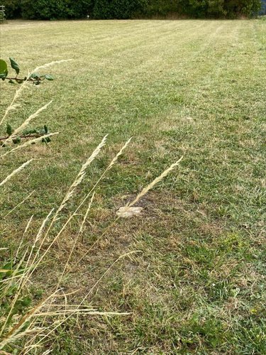 Terrain a batir a vendre Bossée 37240 Indre-et-Loire 723 m2  39900 euros